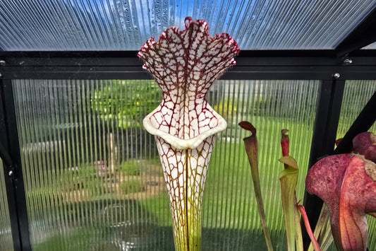 Sarracenia leucophylla - Red Form - White Pitcher Plant