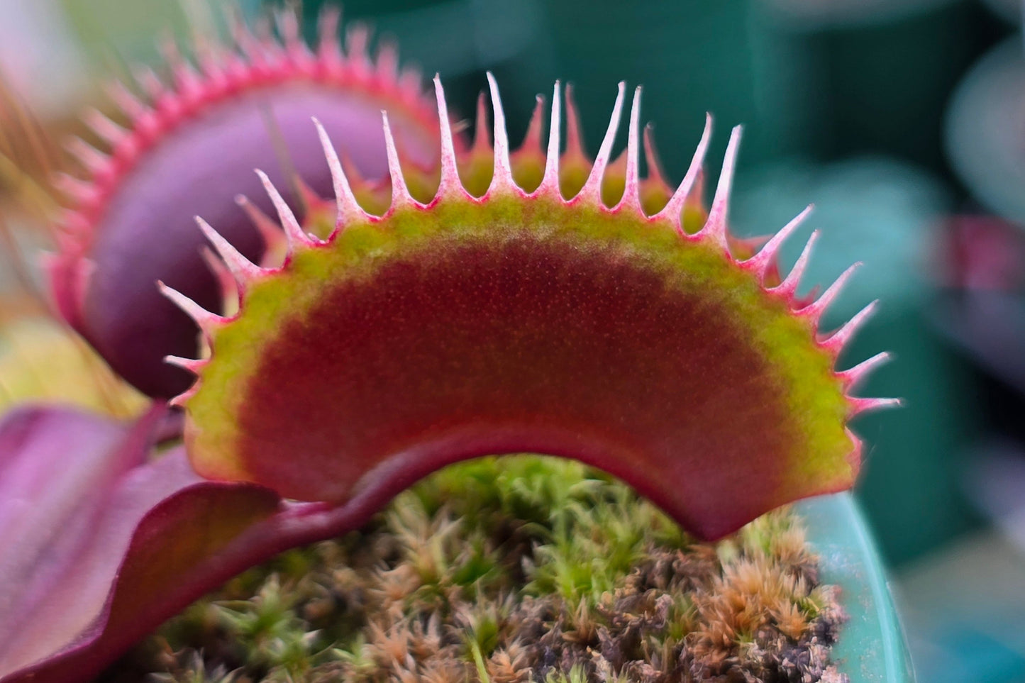 Dionaea muscipula 'Best Geoff Wong' F1 - Venus Fly Trap