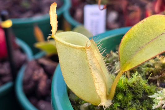 Nepenthes ampullaria 'Green Form' - Lowland Tropical Pitcher Plant