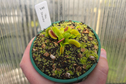 Dionaea muscipula 'Big Dracula' - Venus Fly Trap