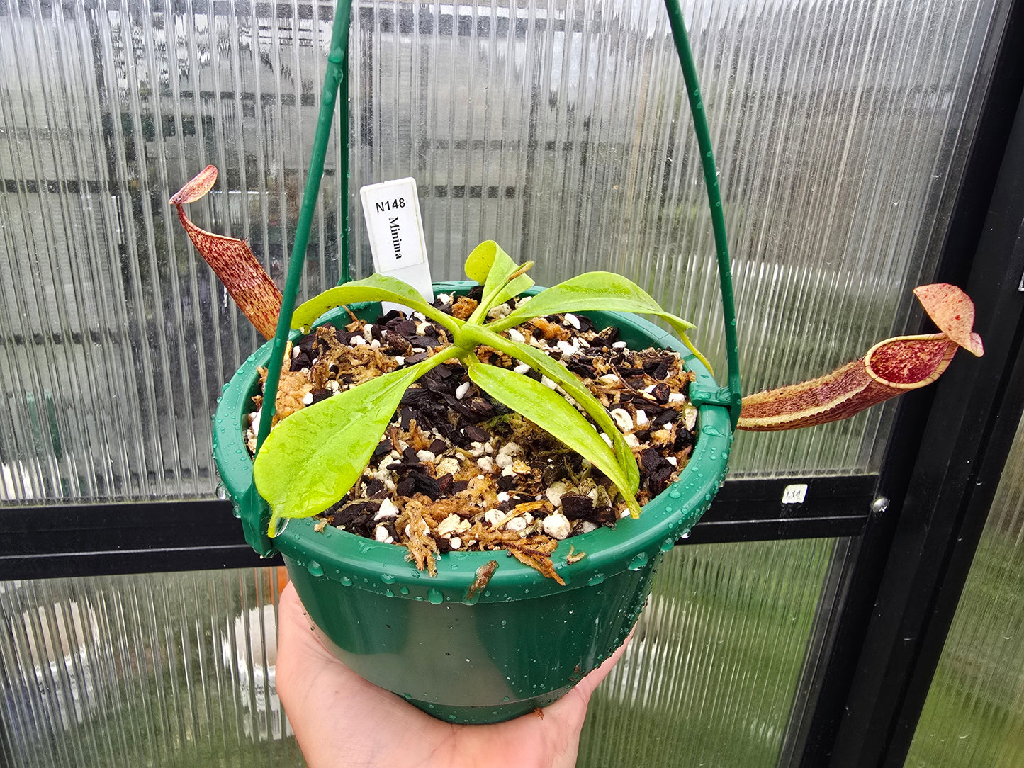Nepenthes minima - Lowland Tropical Pitcher Plant