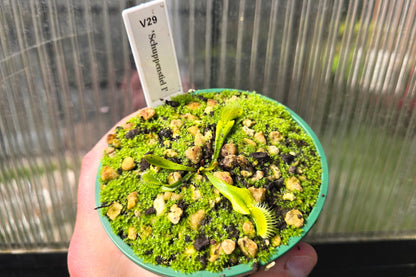 Dionaea muscipula 'Schuppenstiel I' - Venus Fly Trap