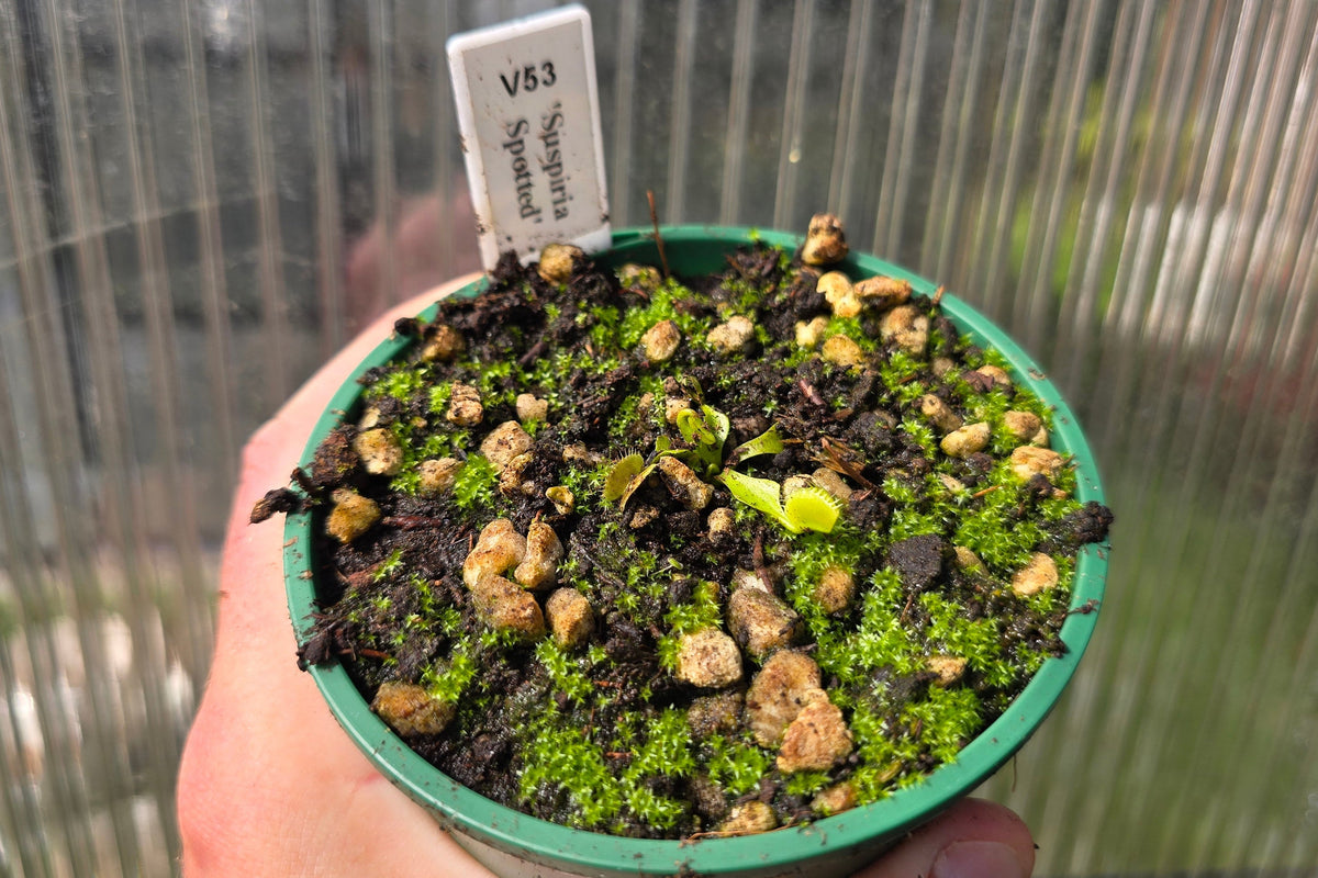 Dionaea muscipula 'Suspiria Spotted' - Venus Fly Trap