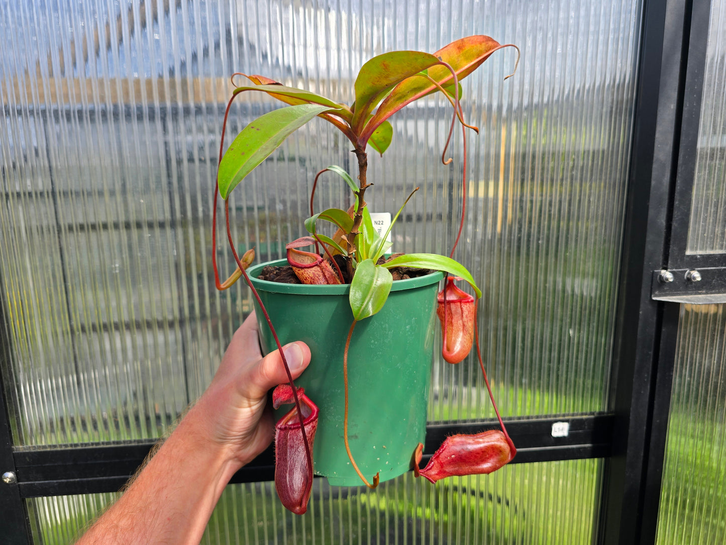 Nepenthes 'Binky' - Highland Tropical Pitcher Plant