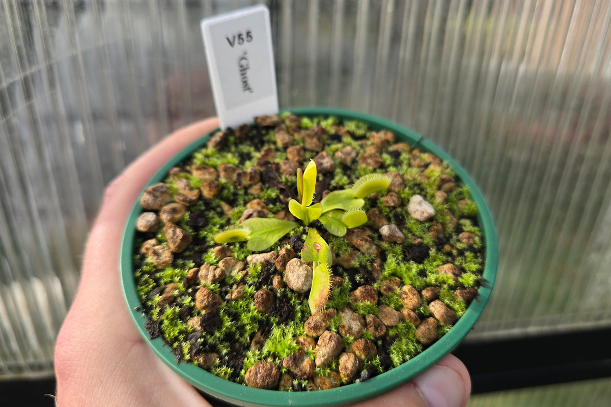 Dionaea muscipula 'Ghost' - Venus Fly Trap