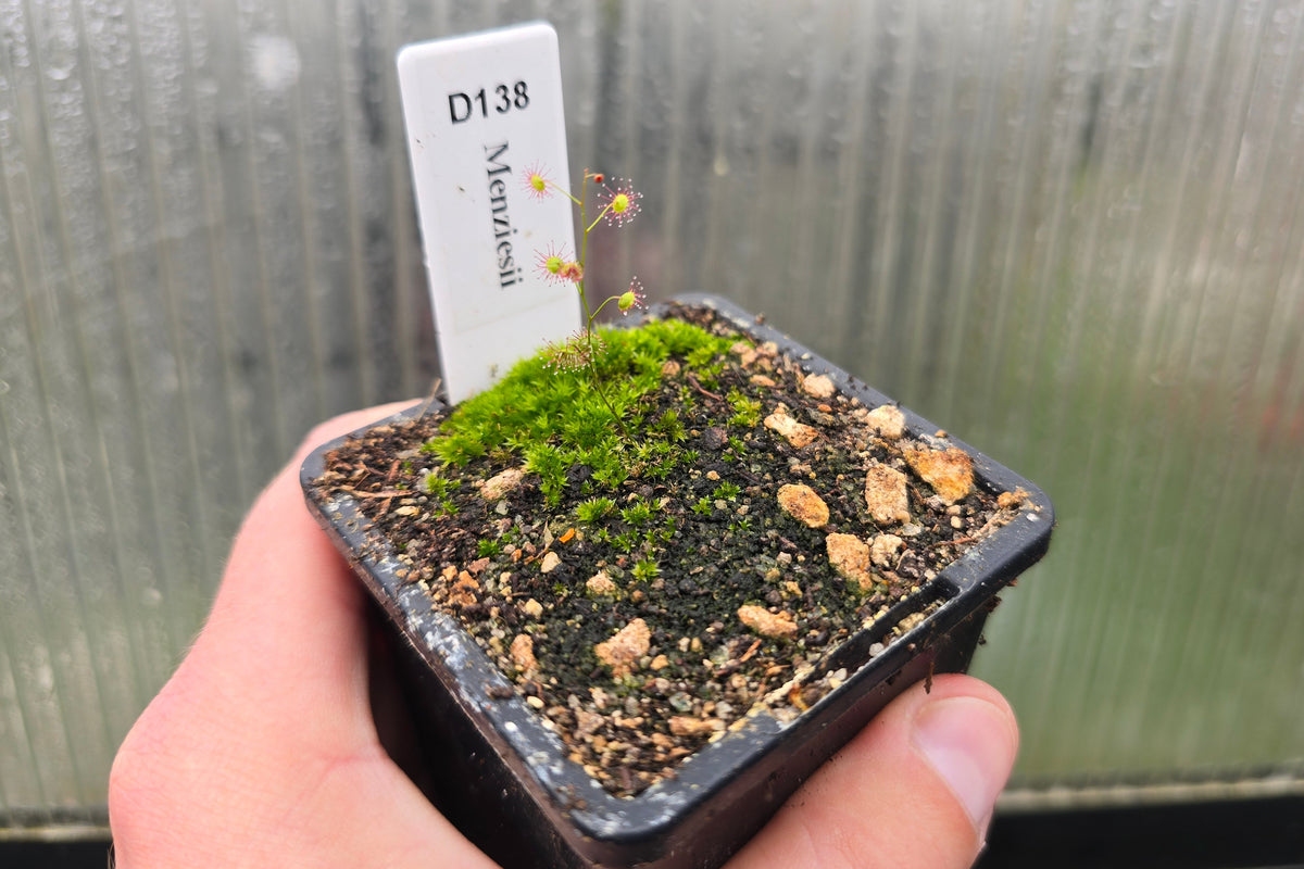 Drosera menziesii - Tuberous Sundew