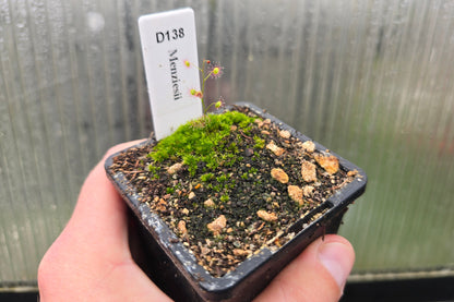 Drosera menziesii - Tuberous Sundew