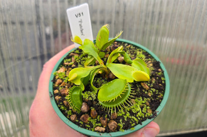 Dionaea muscipula 'Patches' - Venus Fly Trap