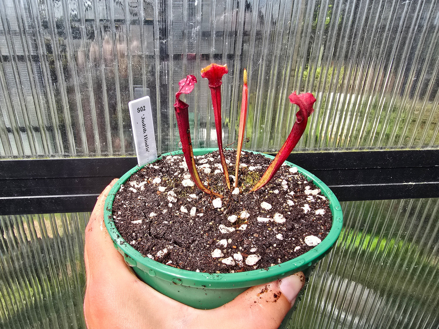 Sarracenia 'Judith Hindle' - American Pitcher Plant