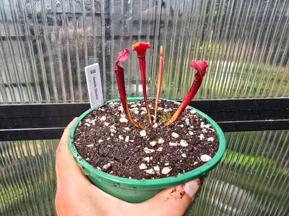 Sarracenia 'Judith Hindle' - American Pitcher Plant