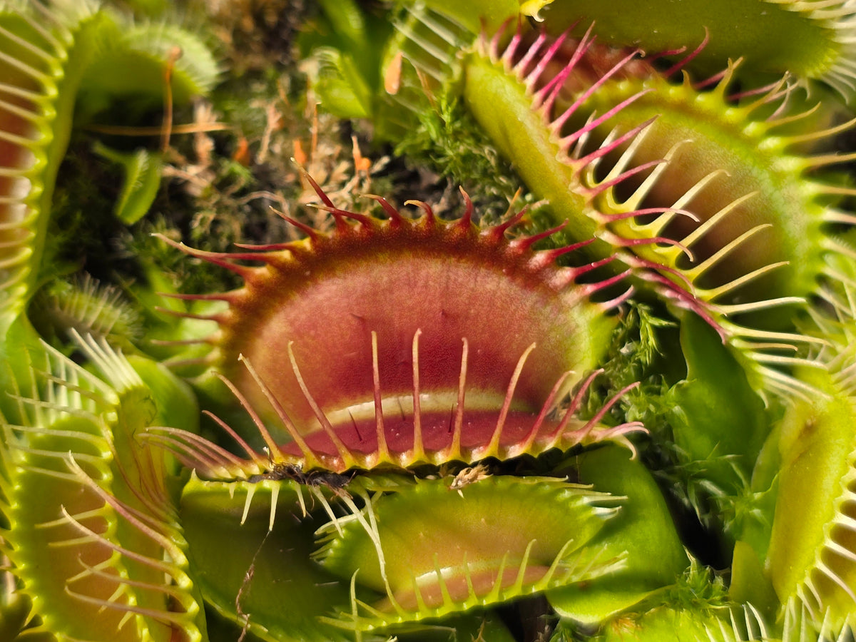 Dionaea muscipula 'Phalanx’ - Venus Fly Trap
