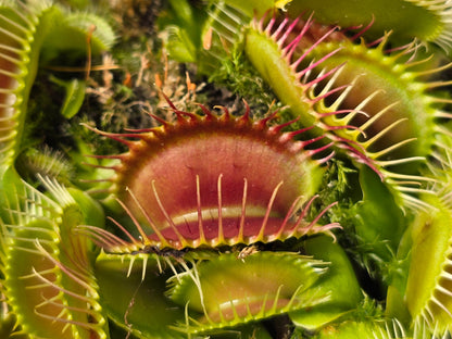 Dionaea muscipula 'Phalanx’ - Venus Fly Trap