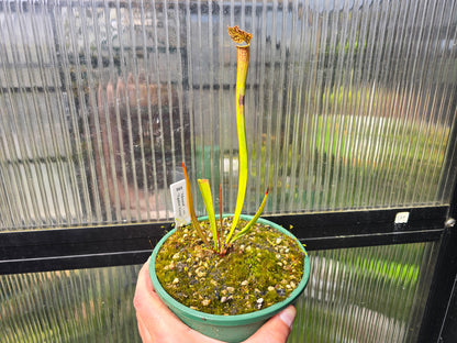 Sarracenia 'Moorei' - cv. 'Ngaire Gray' - Moore's American Pitcher Plant