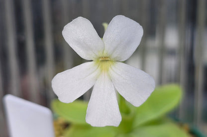 Pinguicula moranensis var. alba cv. 'Thomas Carow Clone' - Mexican Butterwort