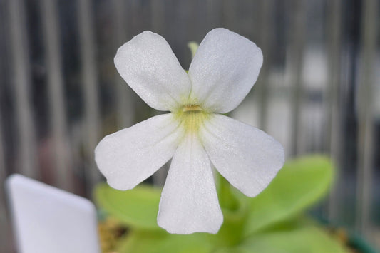 Pinguicula moranensis var. alba cv. 'Thomas Carow Clone' - Mexican Butterwort