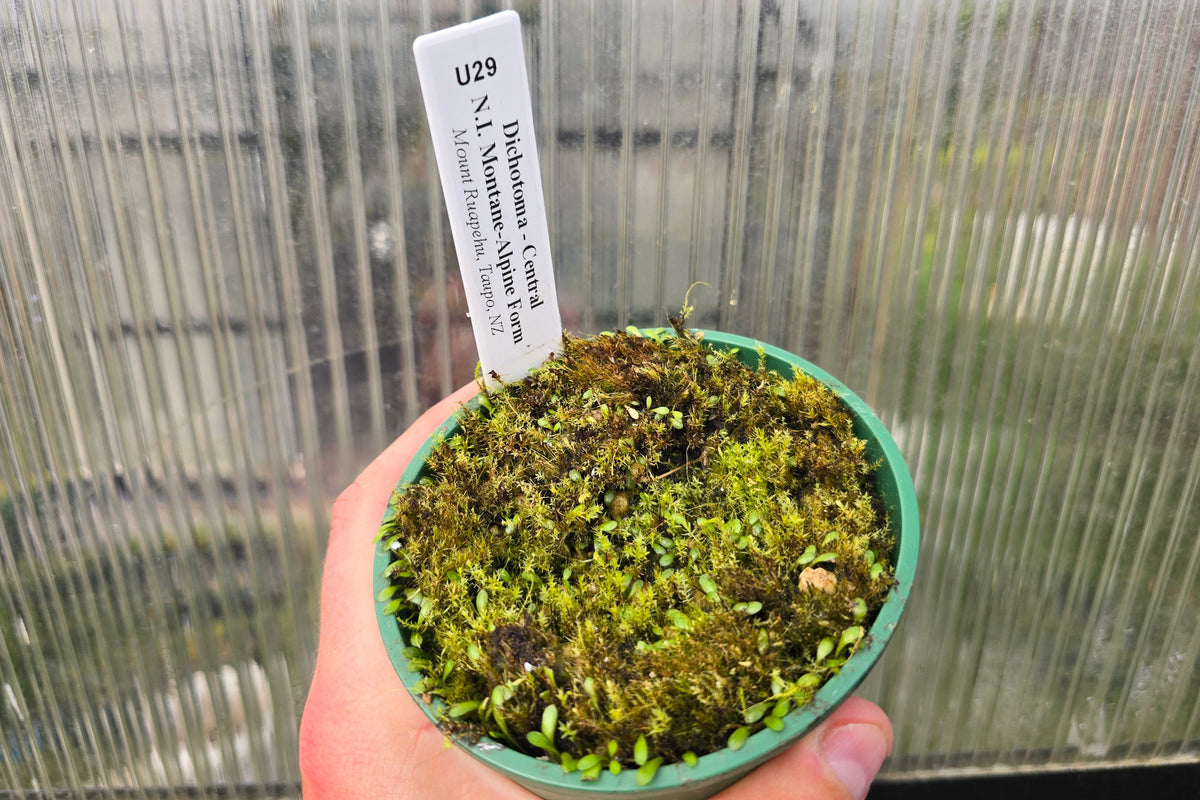 Utricularia dichotoma - Central N.I. Montane-Alpine Form (Mount Ruapehu, Taupo, NZ) - Terrestrial Fairy Aprons Bladderwort