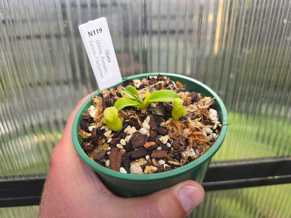 Nepenthes alata - Intermediate Tropical Pitcher Plant