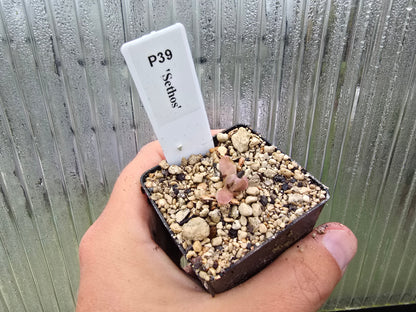 Pinguicula 'Sethos' - Mexican Butterwort