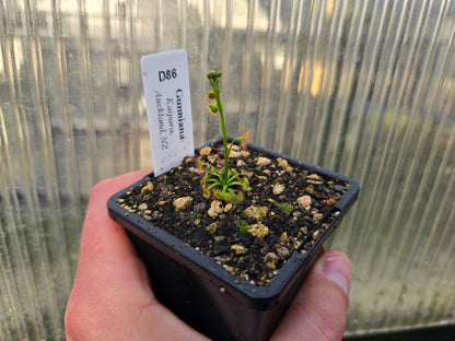 Drosera gunniana (Kaipara, Auckland, NZ) - Tuberous Sundew