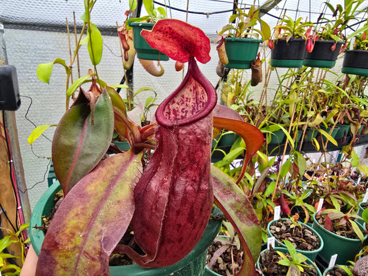 Nepenthes kampotiana - Lowland Tropical Pitcher Plant