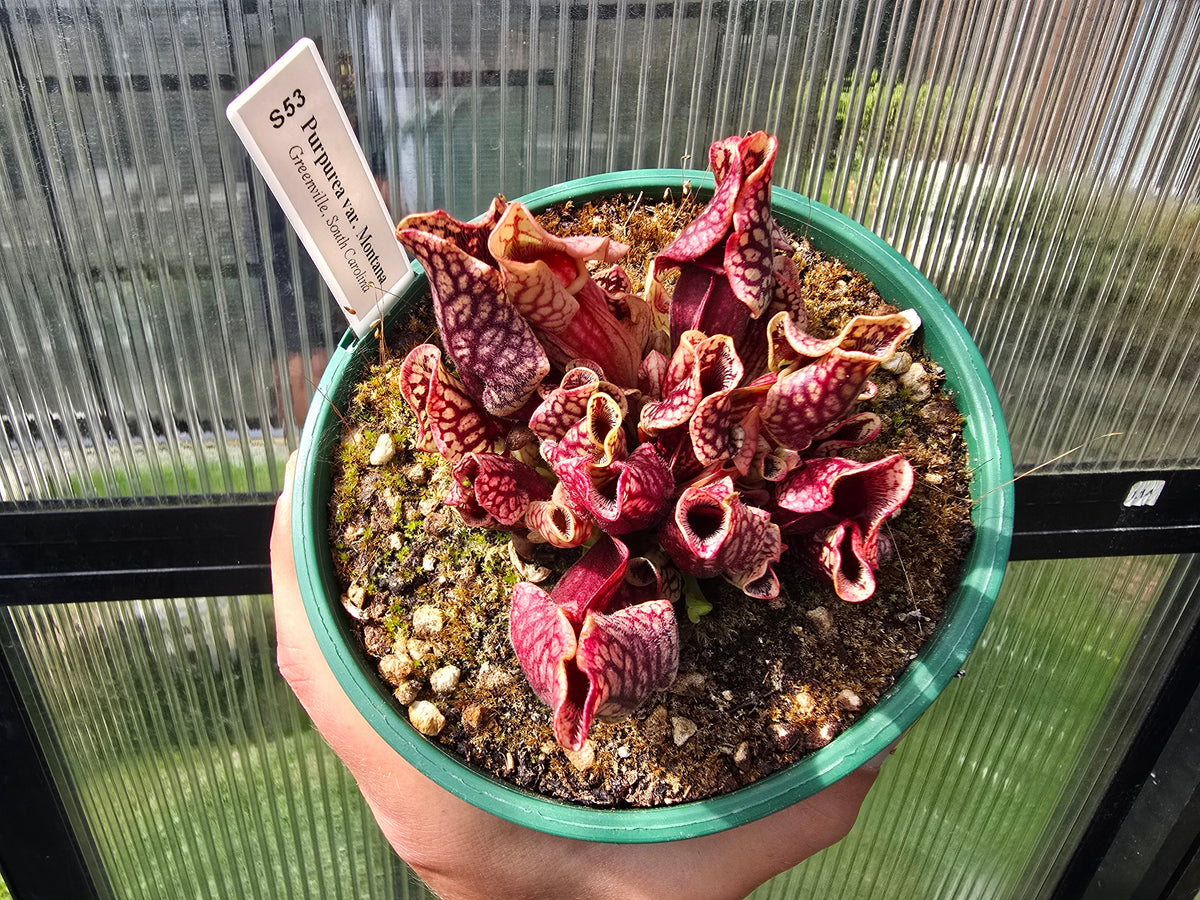 Sarracenia purpurea var. montana (Greenville, South Carolina, USA) - Mountain Purple Pitcher Plant