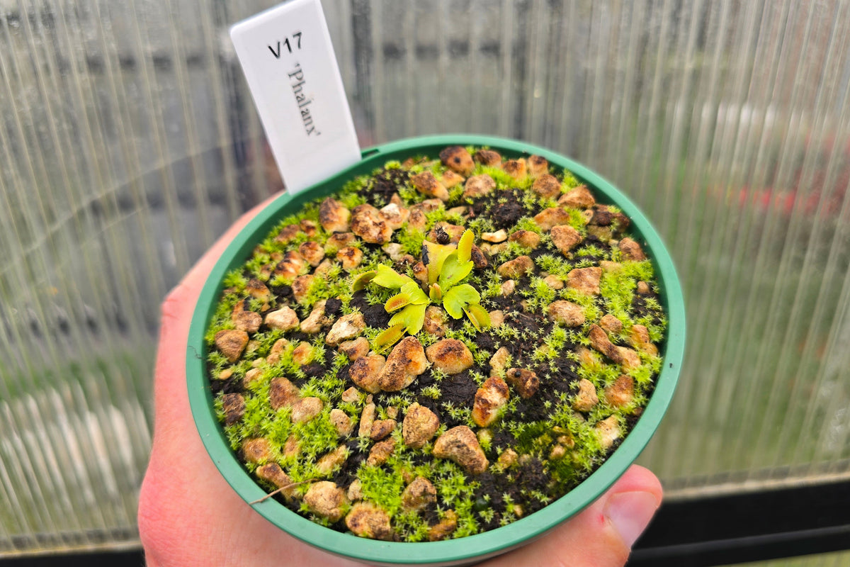 Dionaea muscipula 'Phalanx’ - Venus Fly Trap