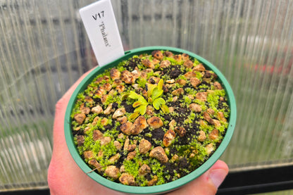 Dionaea muscipula 'Phalanx’ - Venus Fly Trap