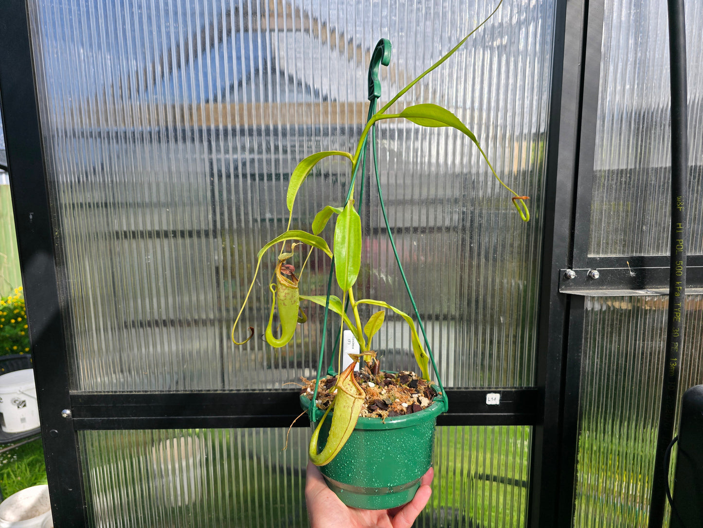 Nepenthes maxima (Female) - Intermediate Tropical Pitcher Plant