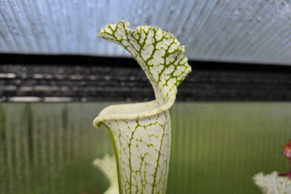 SEED - Sarracenia leucophylla var. alba cv. 'Hurricane Creek White' (Baldwin County, Alabama, USA) - White Pitcher Plant - 10+ Per Packet
