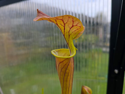 SEED - Sarracenia flava var. cuprea (Green Swamp, North Carolina, USA) - American Pitcher Plant - 10+ Per Packet
