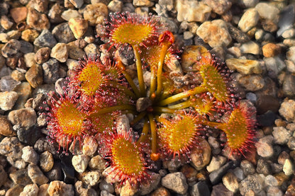 Drosera yilgarnensis - Tuberous Sundew