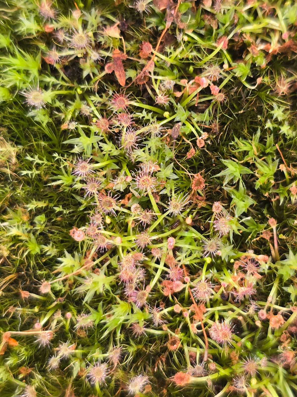 Drosera nitidula - Pygmy Shining Sundew