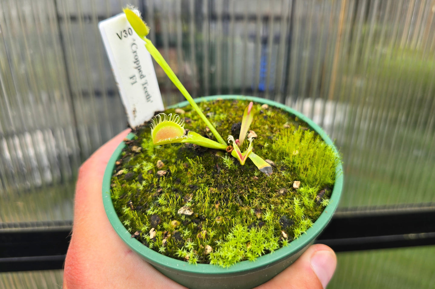 Dionaea muscipula 'Cropped Teeth' F1 - Venus Fly Trap