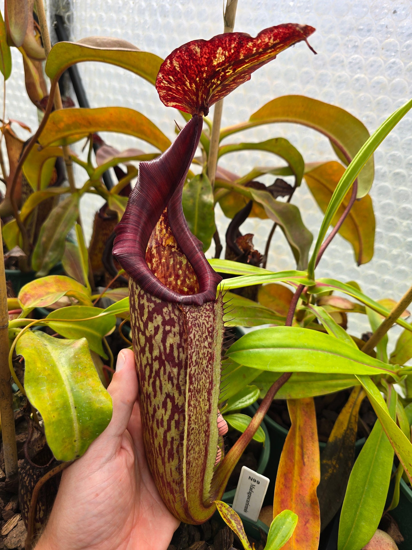 Nepenthes maxima - Intermediate Tropical Pitcher Plant