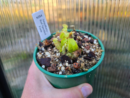 Nepenthes ampullaria 'Red Speckled Form' - Lowland Tropical Pitcher Plant