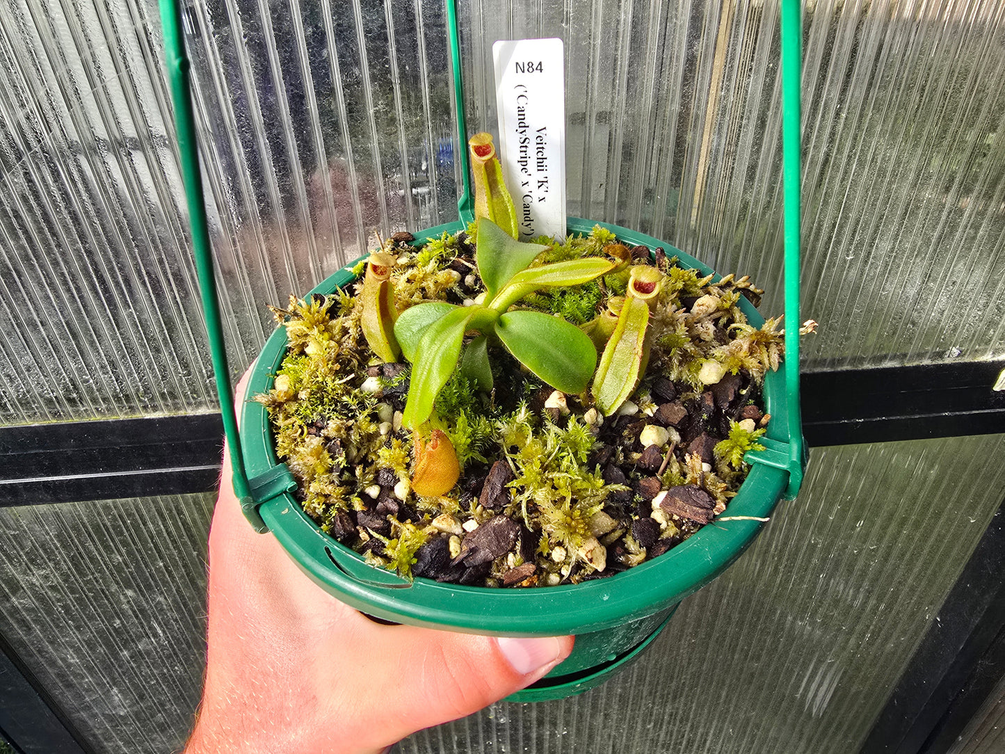 Nepenthes veitchii 'K' x ('CandyStripe' x 'Candy') - Intermediate Tropical Pitcher Plant