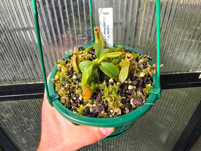 Nepenthes veitchii 'K' x ('CandyStripe' x 'Candy') - Intermediate Tropical Pitcher Plant