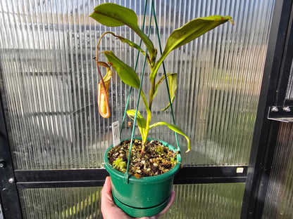 Nepenthes truncata x spectabilis (Male) - Intermediate Tropical Pitcher Plant