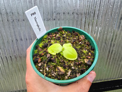 Pinguicula macrophylla - Mexican Butterwort