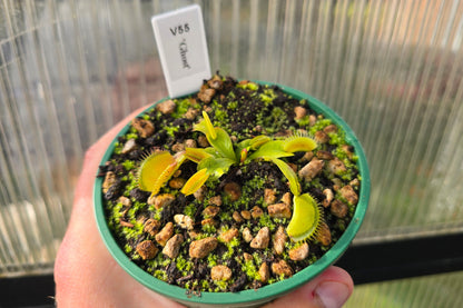 Dionaea muscipula 'Ghost' - Venus Fly Trap