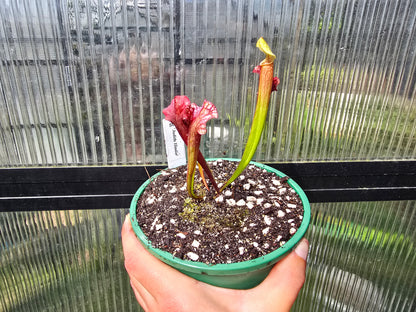Sarracenia 'Judith Hindle' - American Pitcher Plant