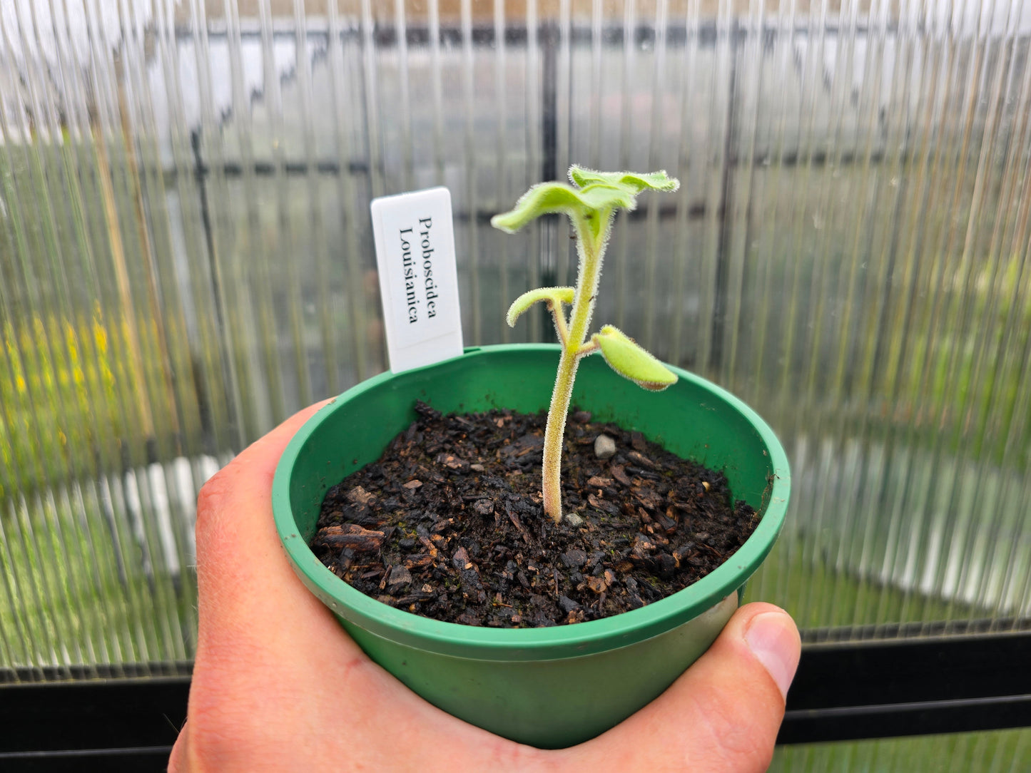 Proboscidea Louisianica - Devil's Claw