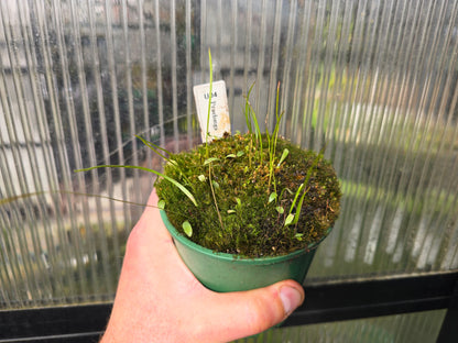 Utricularia praelonga - Terrestrial Bladderwort