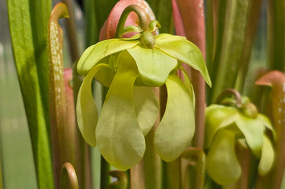 Sarracenia minor - Hooded Pitcher Plant