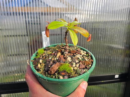 Nepenthes sanguinea 'Dark Form' - Intermediate Tropical Pitcher Plant