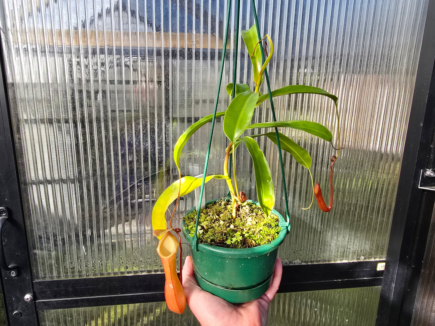 Nepenthes 'Ventrata' - Highland Tropical Pitcher Plant