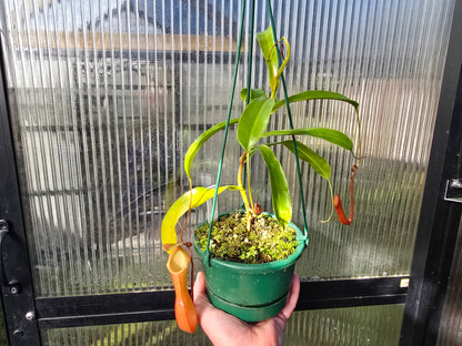 Nepenthes 'Ventrata' - Highland Tropical Pitcher Plant