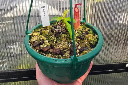 Nepenthes tobaica - Intermediate Tropical Pitcher Plant