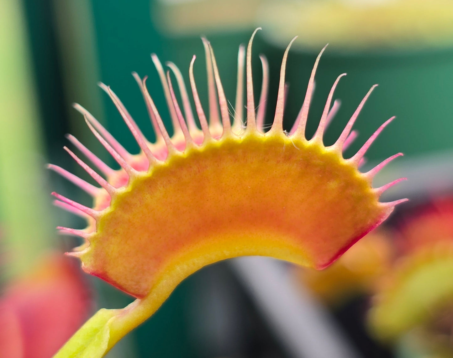Dionaea muscipula 'Cropped Teeth' F1 - Venus Fly Trap