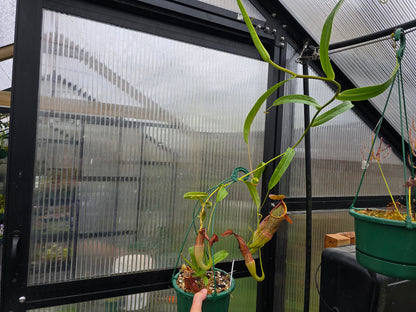Nepenthes sanguinea 'Dark Form' - Intermediate Tropical Pitcher Plant
